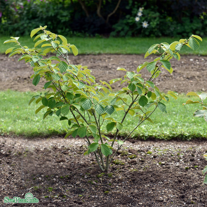 Hamamelis x intermedia 'Westerstede' Solitär C20 125-150cm