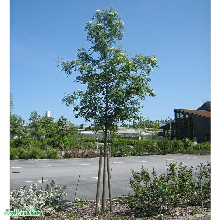 Sorbus aucuparia Fk Västeråker E Busk C5
