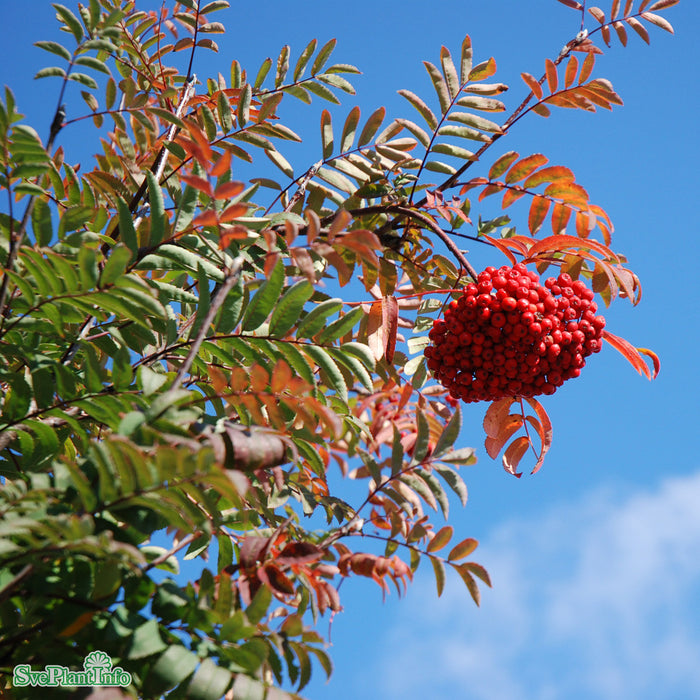 Sorbus aucuparia Fk Västeråker E Busk C5