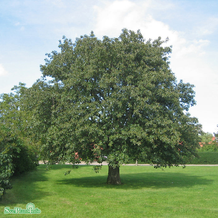 Sorbus intermedia Högstam Kl So 12-14