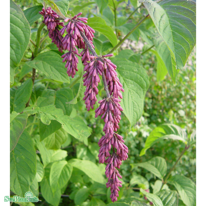 Syringa komarowii ssp. reflexa Solitär Kl 150-175cm