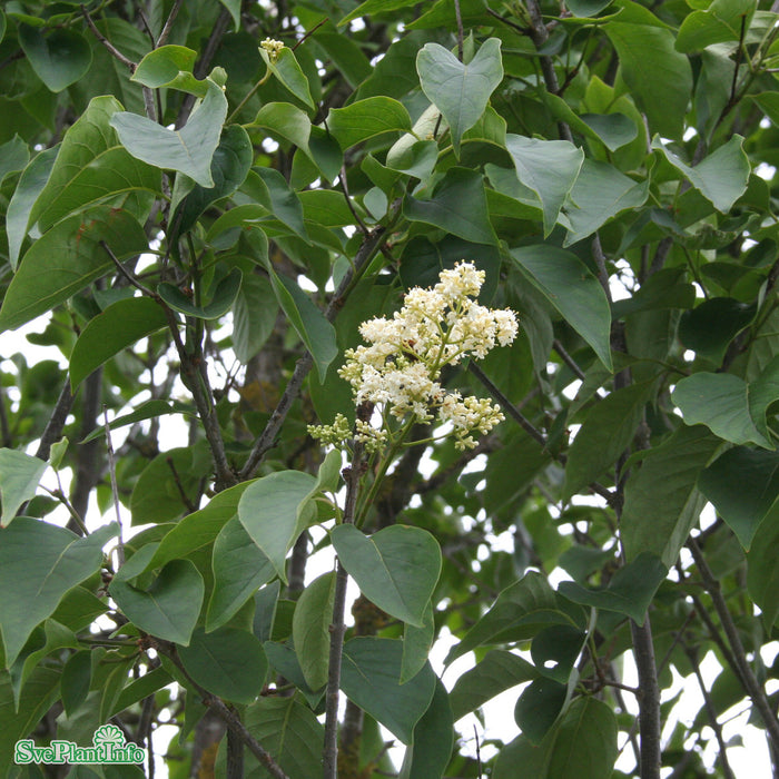 Syringa reticulata 'Ivory silk' Solitär Kl 200-250cm