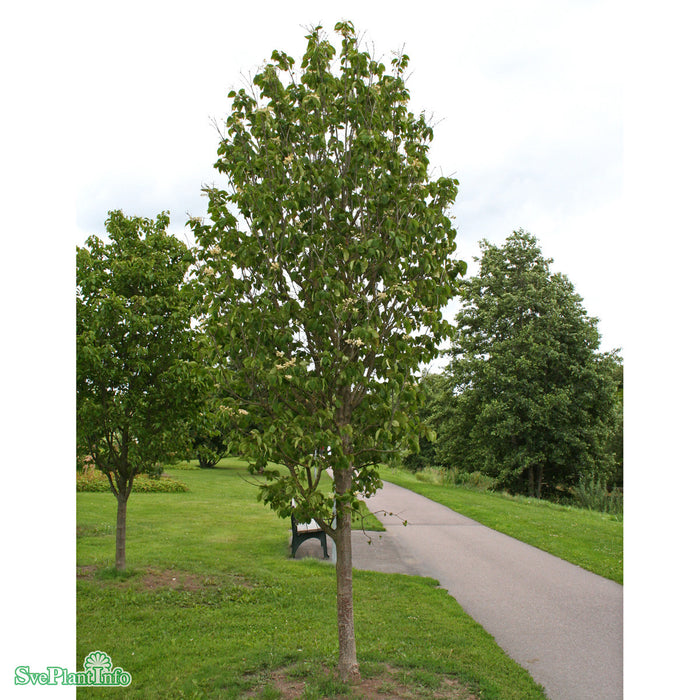 Syringa reticulata 'Ivory silk' Solitär Kl 200-250cm