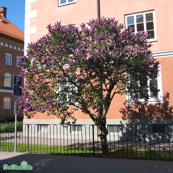 Syringa vulgaris 'Andenken an Ludwig Späth' C10 Stam 80cm Solitär