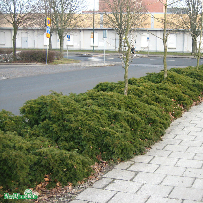 Taxus baccata 'Repandens' C7,5 30-40cm