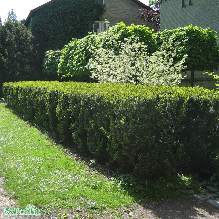 Taxus x media 'Hicksii' Bonsai C 200cm