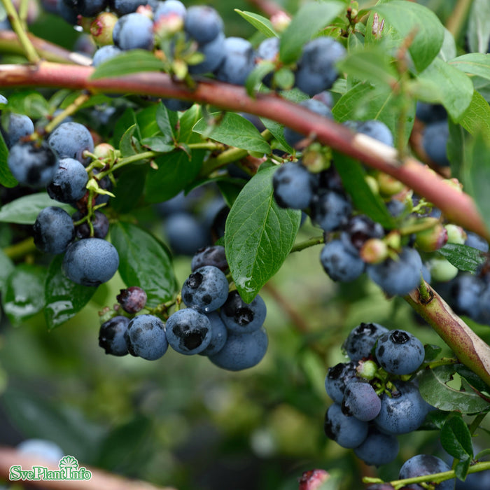 Vaccinium corymbosum 'Patriot' Busk C4,6