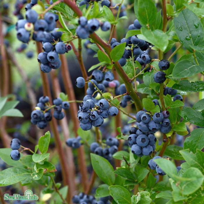 Vaccinium corymbosum 'Olle' Busk C5