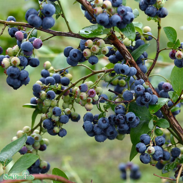 Vaccinium corymbosum 'Duke' Busk C3