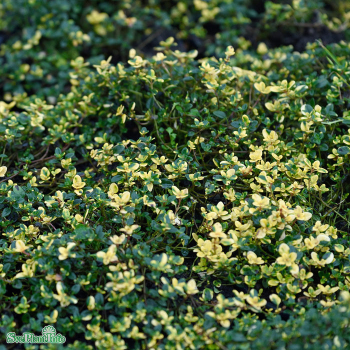 Thymus 'Doone Valley' A-kval