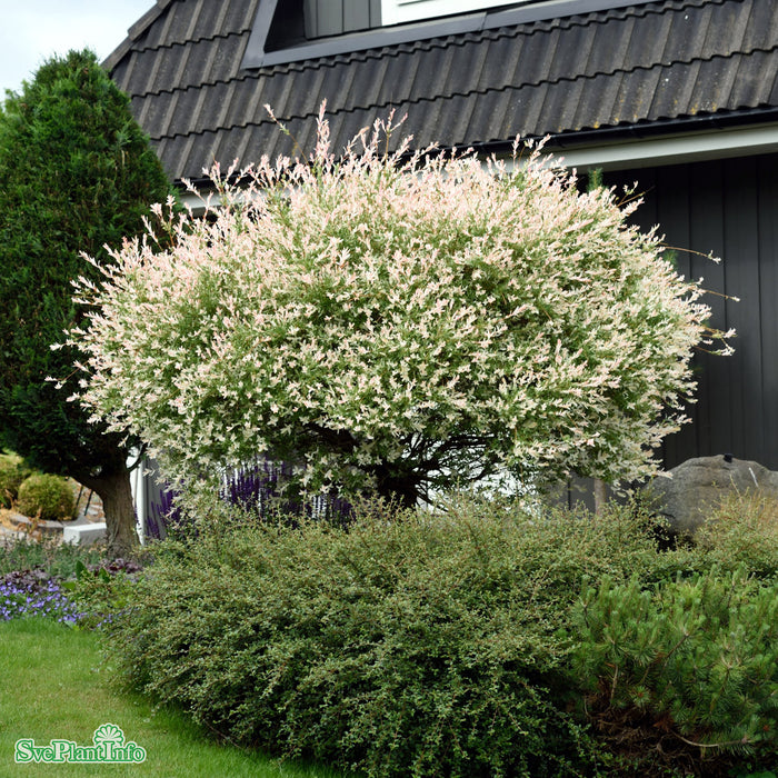 Salix integra 'Hakuro Nishiki' C15 80-100cm