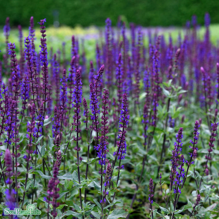 Salvia nemorosa 'Caradonna' A-kval C5