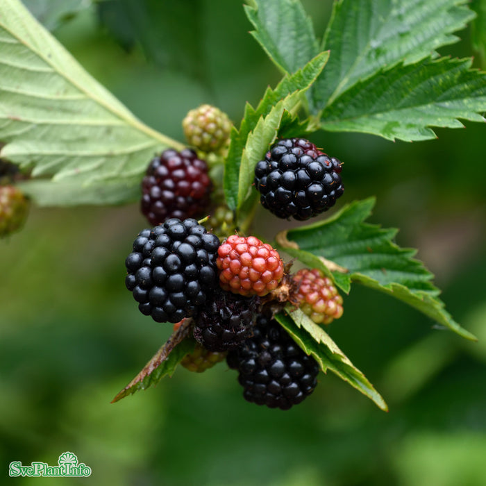 Rubus (Björnbär) 'Navaho Big And Early' A-kval C5