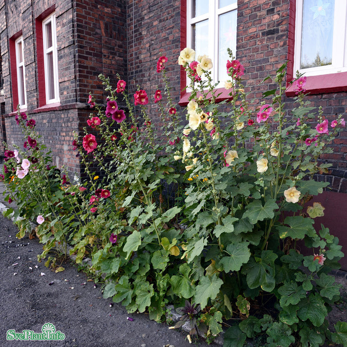 Alcea rosea (Ficifolia) A-kval