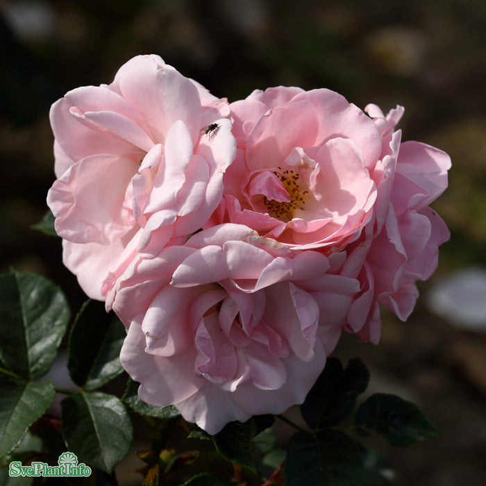 Rosa 'Astrid Lindgren' C4