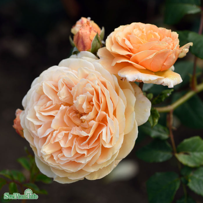 Rosa 'Crown Princess Margareta' A kval C6
