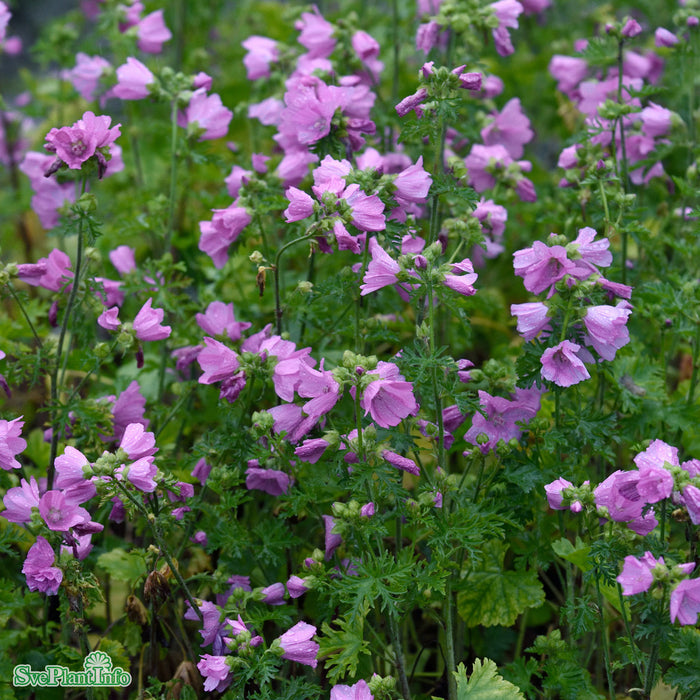Malva moschata A-kval