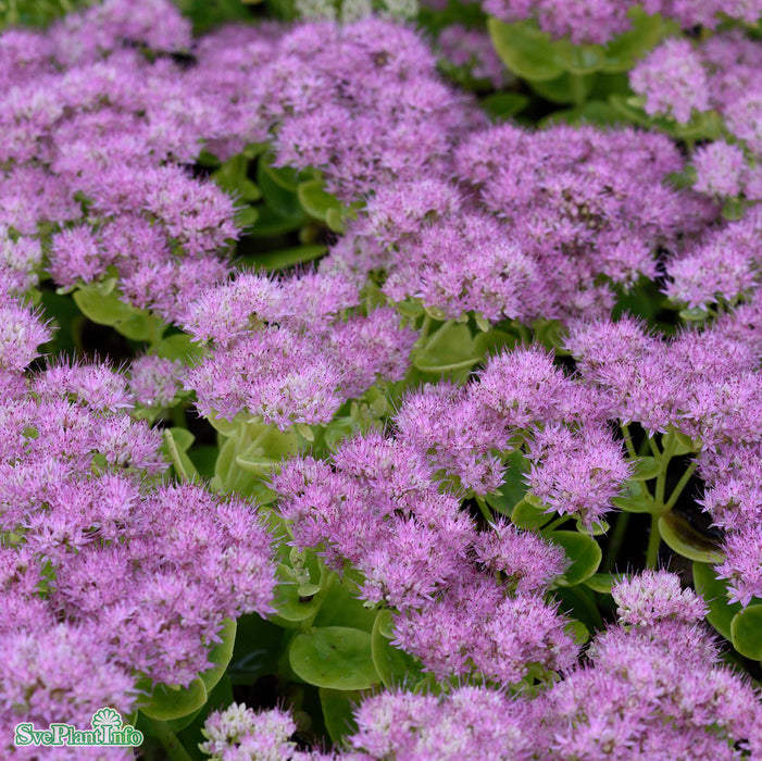 Hylotelephium spectabile 'Brilliant' A-kval