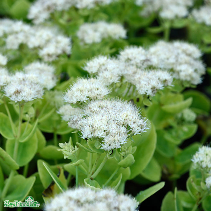 Hylotelephium spectabile 'Stardust' A-kval