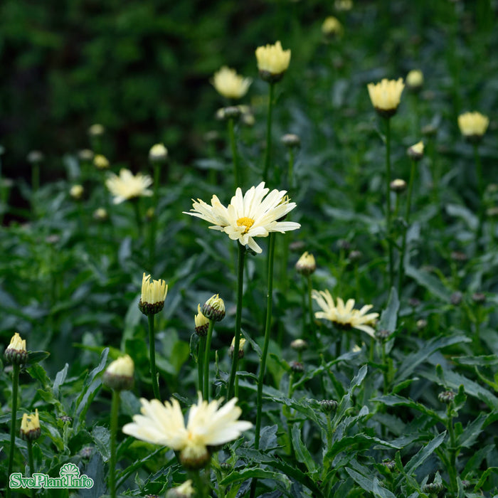 Leucanthemum superbum 'Banana Cream' A-kval
