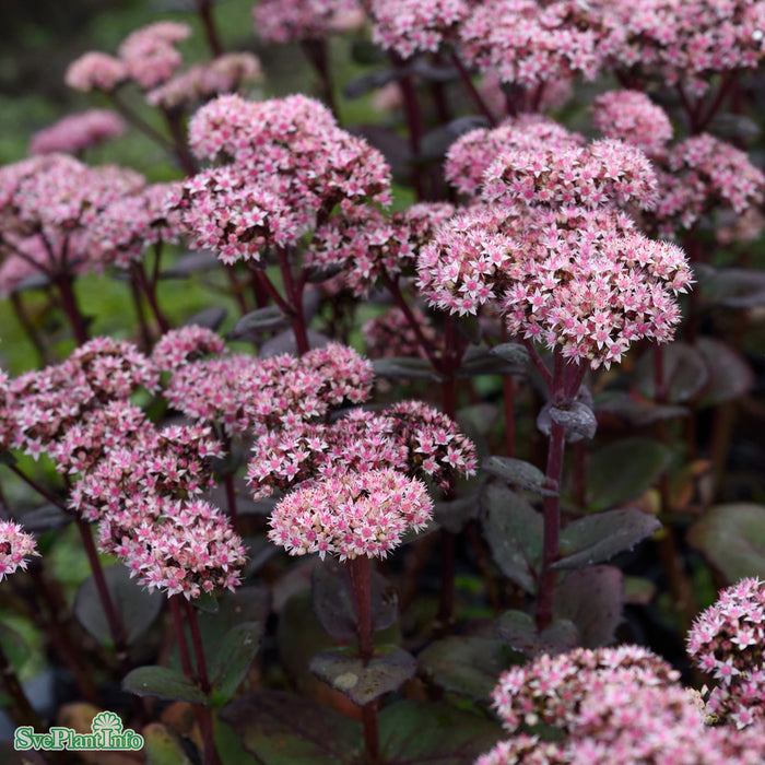 Hylotelephium 'Matrona' A-kval