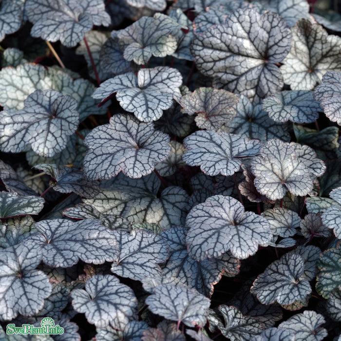 Heuchera 'Silver Scrolls' A-kval