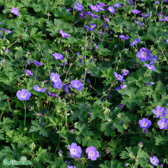 Geranium 'Rozanne' A-kval