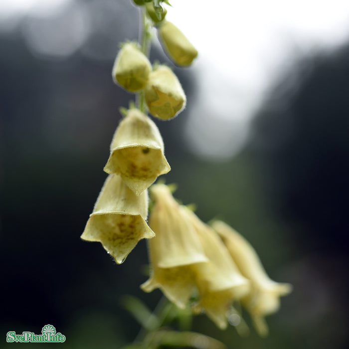 Digitalis grandiflora 'Creme Bell' A-kval