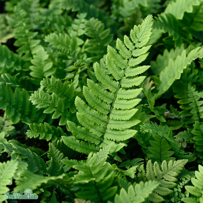 Dryopteris cycadina A-kval