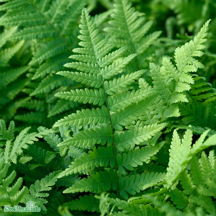 Dryopteris filix-mas A-kval C2