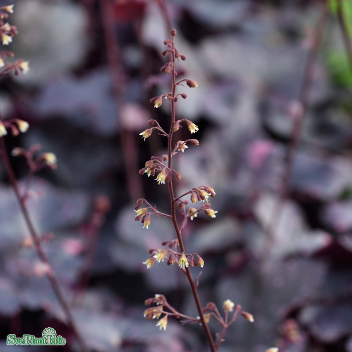 Heuchera 'Midnight Rose' A-kval