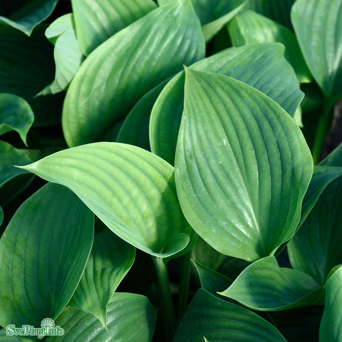 Hosta 'Empress Wu' A-kval