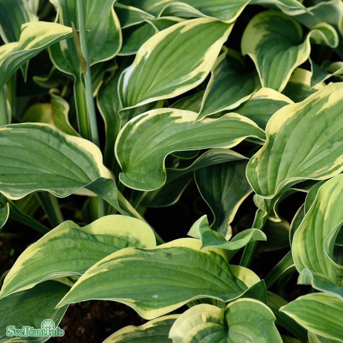 Hosta 'Wide Brim' A-Kval C2