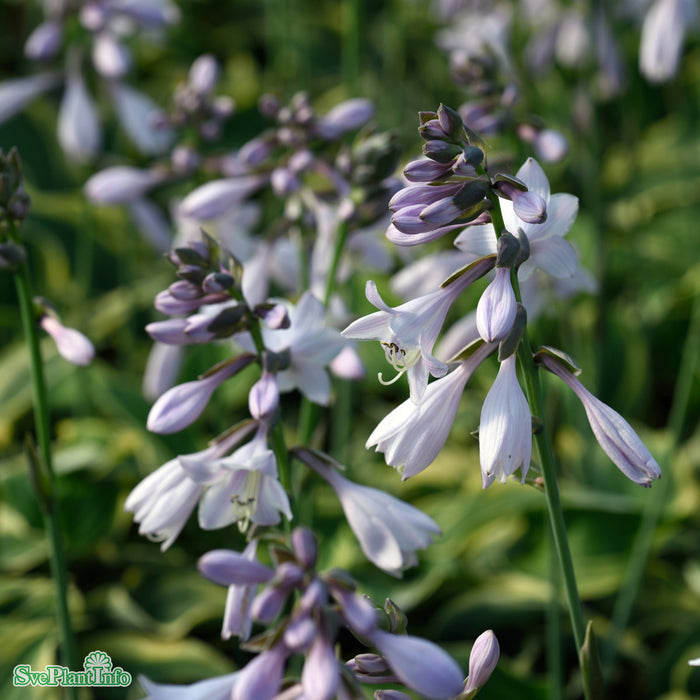 Hosta 'Wide Brim' A-Kval C2