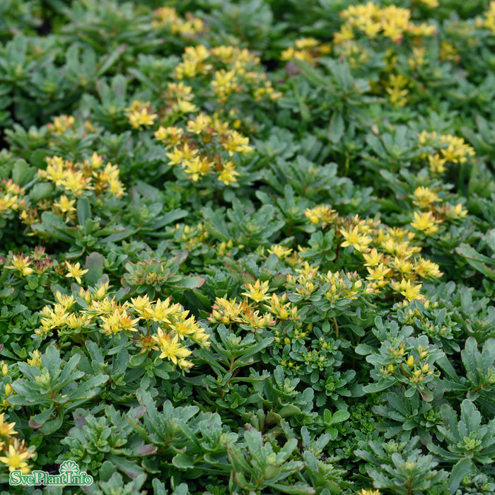 Phedimus floriferus 'Weihenstephaner Gold' A-kval