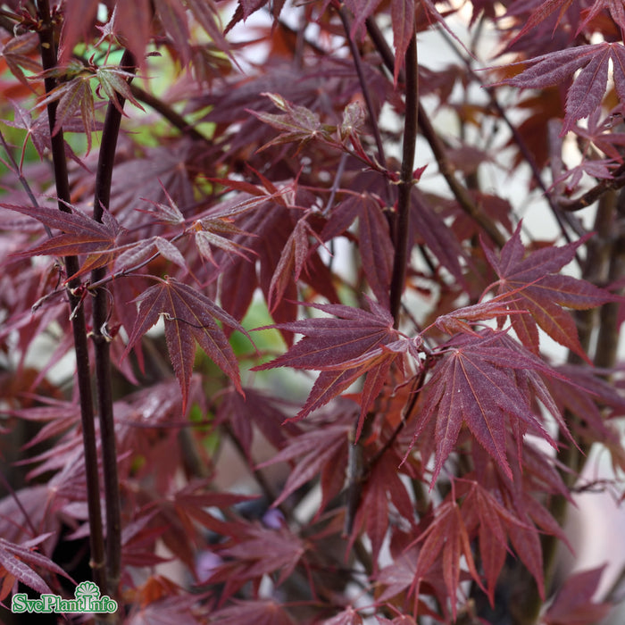 Acer palmatum 'Atropurpureum' C50 120-140cm