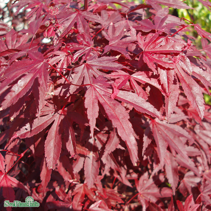 Acer palmatum 'Bloodgood' 110cm