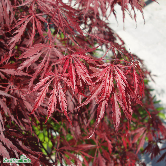 Acer palmatum (Dissectum) 'Garnet' Solitär C15 B60-70cm