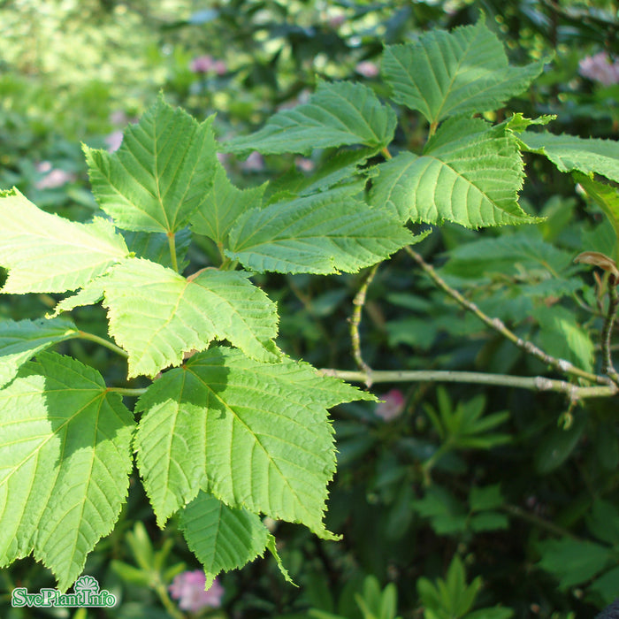 Acer rufinerve Solitär Kl 150-200cm