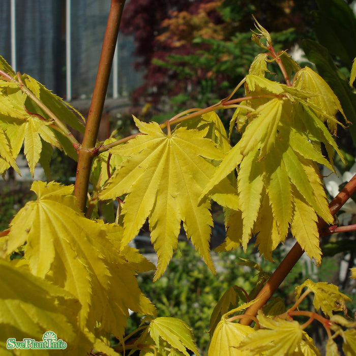 Acer shirasawanum 'Jordan' C15 XXL 100-125cm