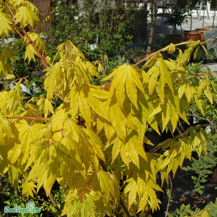 Acer shirasawanum 'Jordan' 100-125 cm C20