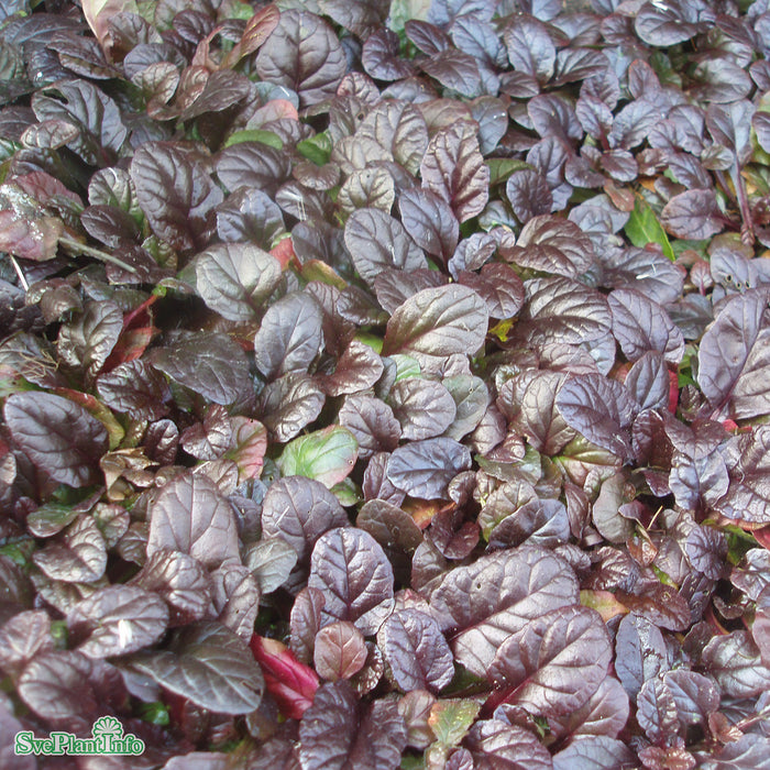 Ajuga reptans 'Braunherz' A-kval