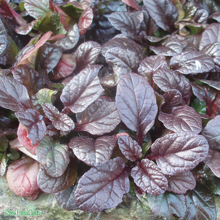 Ajuga reptans 'Braunherz' A-kval