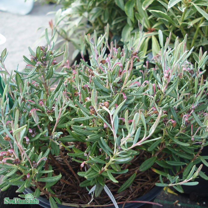 Andromeda polifolia 'Blue Ice' Busk C5 25-30cm