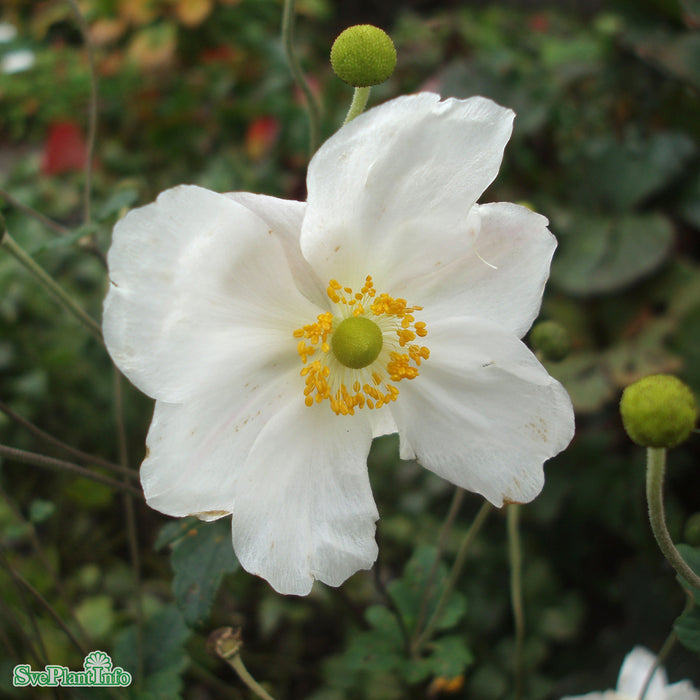 Anemone hybrida 'Honorine Jobert' A-kval