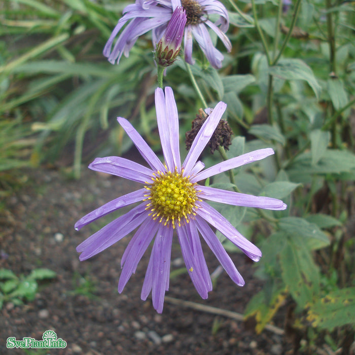 Aster frikartii 'Mönch' A-kval