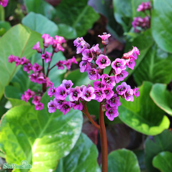 Bergenia cordifolia 'Vinterglöd' A-kval