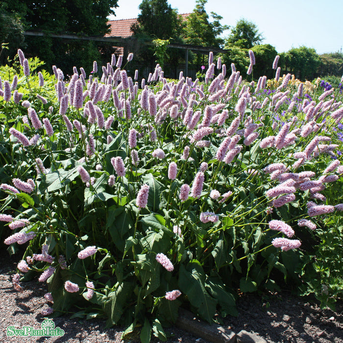 Bistorta officinalis 'Superba' A-kval