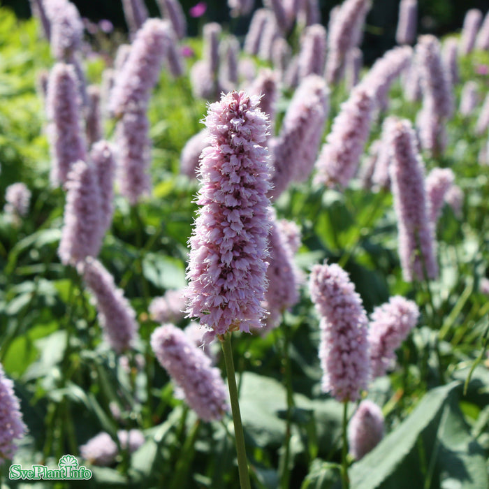 Bistorta officinalis 'Superba' A-kval