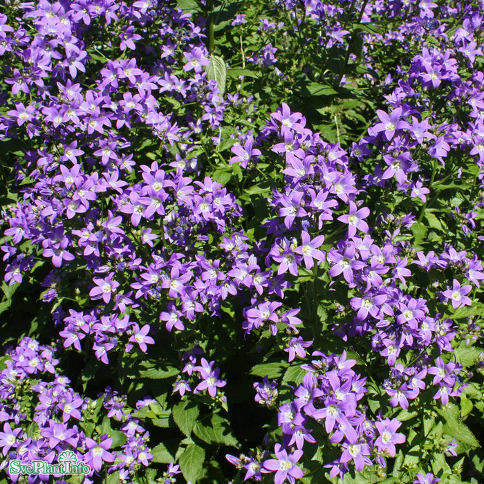 Campanula lactiflora 'Prichard' A-kval